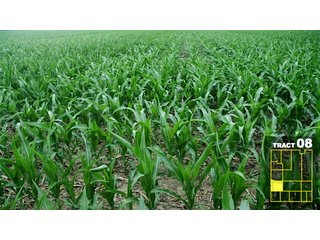 Property photo 46 - Land Auction 1035 Acres In 16 tracts - Farm Land - Sullivan Co. Indiana & Clark Co., Illinois